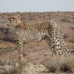 زندهگیری یوز سرگردان پل ابریشم/ یوز به سایت توران انتقال یافت زندهگیری یوز سرگردان پل ابریشم/ یوز به سایت توران انتقال یافت