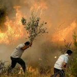 آتش‌افروز جنگل‌های لرستان ۱۱.۱۳۰.۰۰۰.۰۰۰ ریال جریمه شد