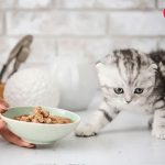 بهترین غذای خشک برای گربه اسکاتیش برای جلوگیری از بیماریها چیست؟ بهترین غذای خشک برای گربه اسکاتیش برای جلوگیری از بیماریها چیست؟
