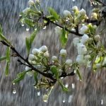 پیشبینی وضعیت بارش در فصل پاییز/ خوزستان آبان ماه پربارشی ندارد پیشبینی وضعیت بارش در فصل پاییز/ خوزستان آبان ماه پربارشی ندارد