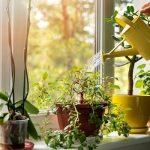 راهنمای نگهداری گلهای آپارتمانی برای افراد پرمشغله راهنمای نگهداری گلهای آپارتمانی برای افراد پرمشغله
