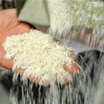 علائم مسمومیت بر اثر خوردن برنج مانده را بشناسیم علائم مسمومیت بر اثر خوردن برنج مانده را بشناسیم