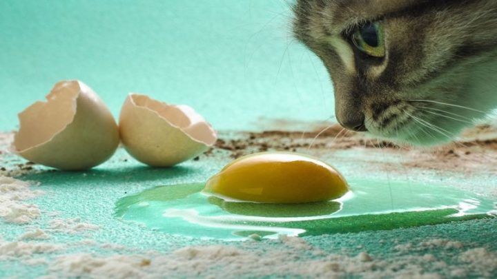 فواید تخم مرغ برای گربهها
