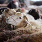 جابهجایی هر نوع دام در کشور پایش میشود جابهجایی هر نوع دام در کشور پایش میشود