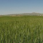 ۸۰ میلیارد تومان تسهیلات به دیمکاران پرداخت شد ۸۰ میلیارد تومان تسهیلات به دیمکاران پرداخت شد
