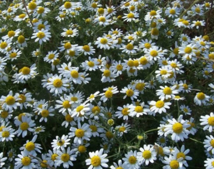 گیاهی با خواص درمانی شگفت انگیز گیاهی با خواص درمانی شگفت انگیز