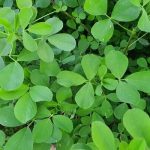 گیاهی که جایگزین قرصهای ویتامین است گیاهی که جایگزین قرصهای ویتامین است