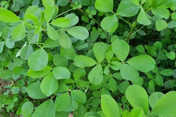 گیاهی که جایگزین قرصهای ویتامین است گیاهی که جایگزین قرصهای ویتامین است