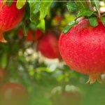 بهترین زمان برای کاشت انار [راهنمای فصل و نکات ضروری]