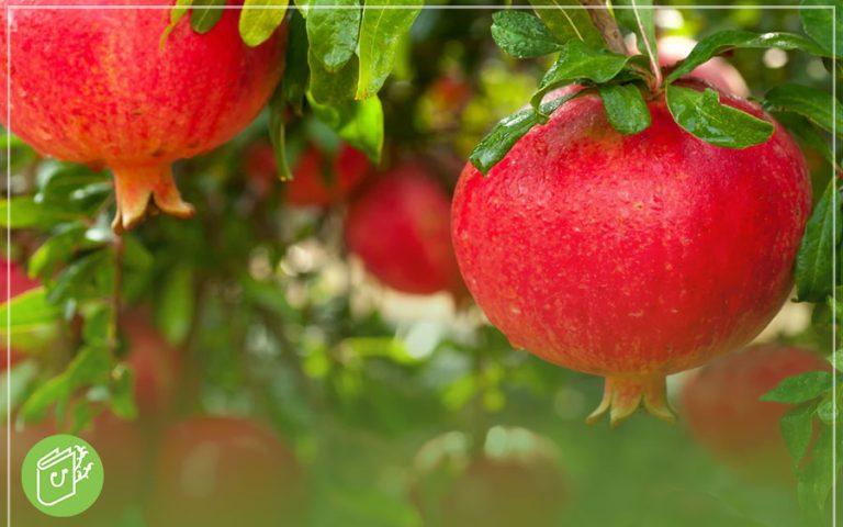 بهترین زمان برای کاشت انار [راهنمای فصل و نکات ضروری]