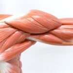 آغاز تحلیل عضلانی از ۳۰ سالگی / نسخه‌ای برای حفظ عضلات بدن