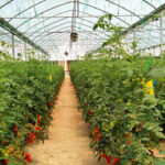 افتتاح اولین گلخانه هیدروپونیک جنوب‌غرب خوزستان در خرمشهر