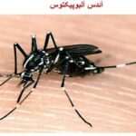 اقدام برای عقیم‌سازی پشه آئدس با کمک سازمان انرژی اتمی