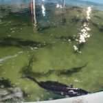 تکثیر فیل‌ماهی خاویاری در پاکدشت