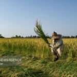 جهش تولید در شالیزارها آغاز شد