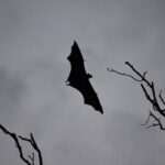 مرگ زنی در بنگلادش بر اثر ویروس «نیپا»