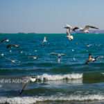 هشدار سطح زرد دریایی؛ وزش باد شدید و افزایش ارتفاع امواج تا ۲ متر