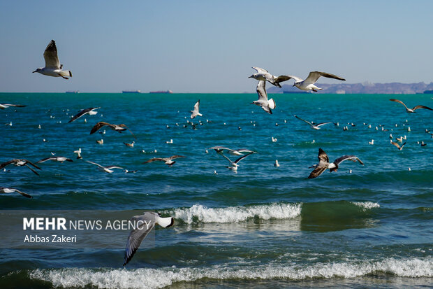 هشدار سطح زرد دریایی؛ وزش باد شدید و افزایش ارتفاع امواج تا ۲ متر