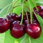 خواص گیلاس از نگاه طب سنتی